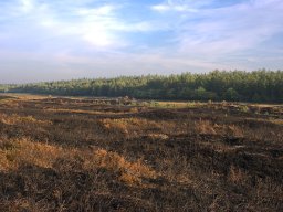 IMGP8728_Afbraendt_hede